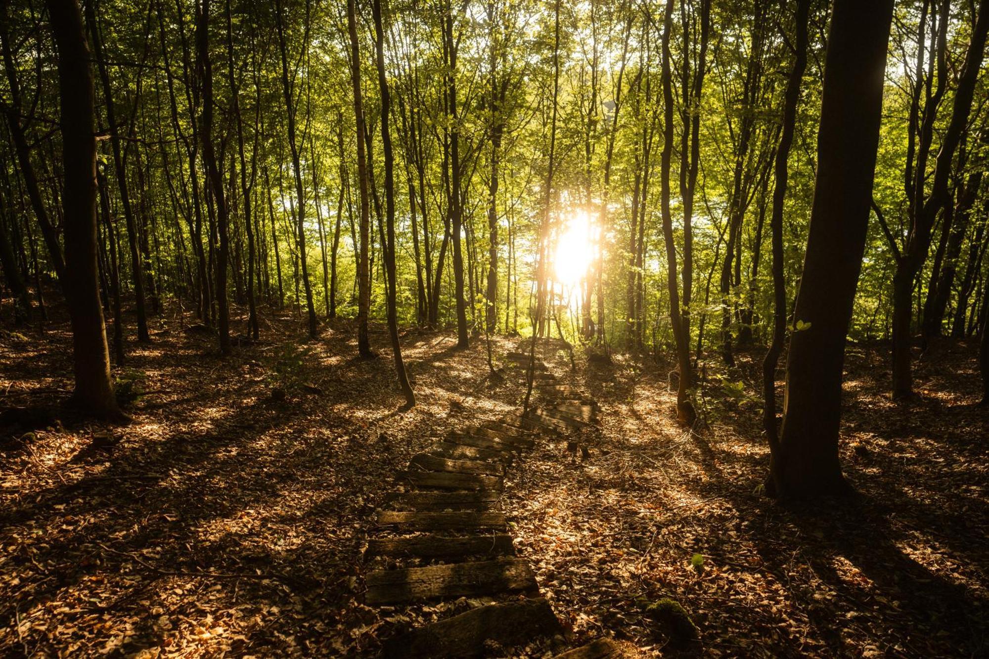Domek Dla Pary Kaszuby Linia Brzegowa Jezioro Prywatny Las Roztoka  Exteriér fotografie
